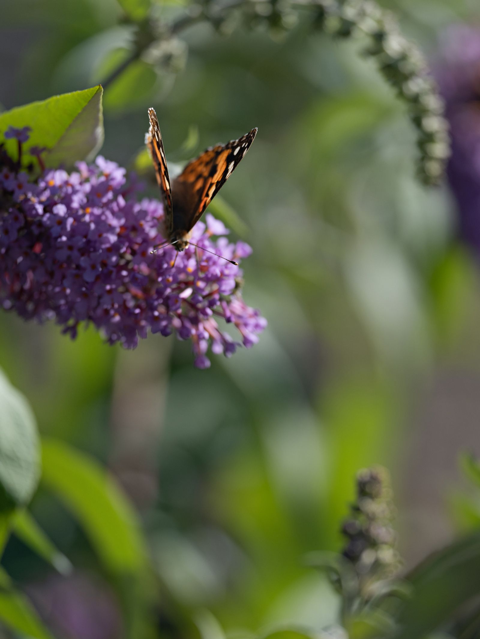 Painted Lady Butterfly on Buddleia, England, 2021