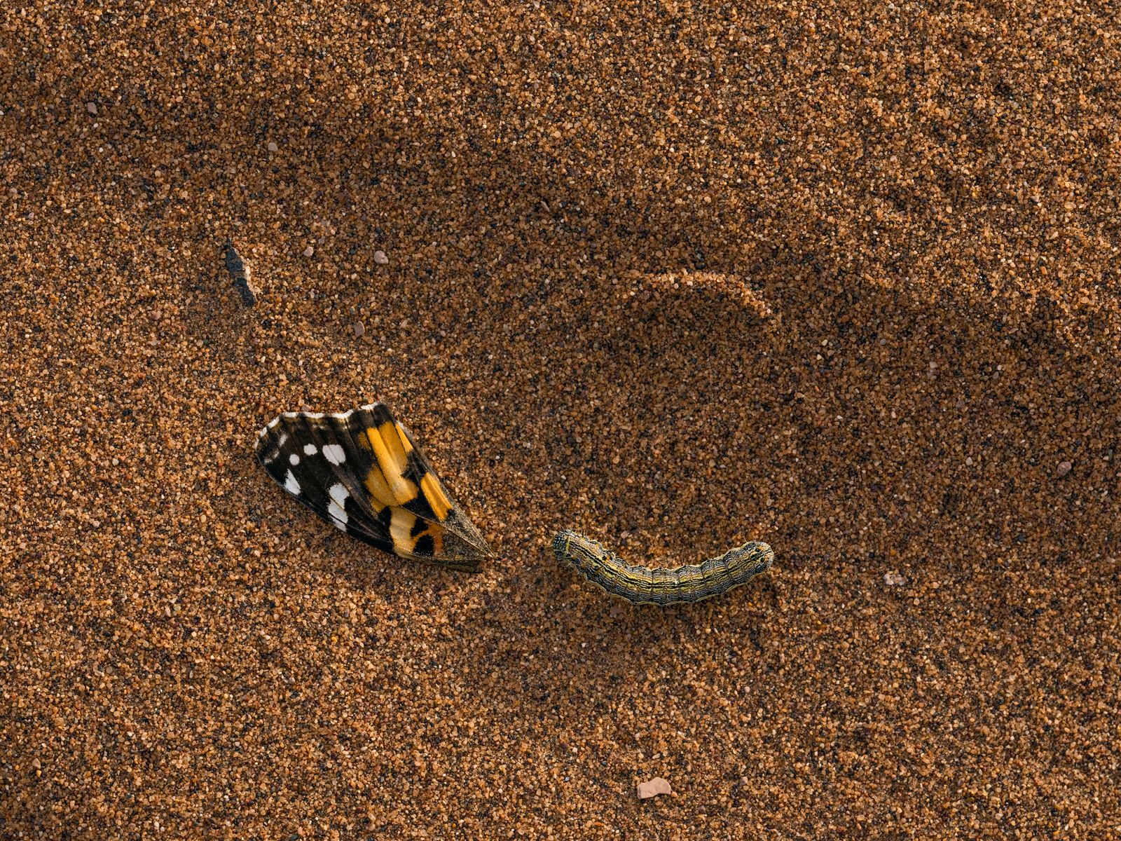 Painted Lady Butterfly Wing with a Caterpillar, Morocco, 2022