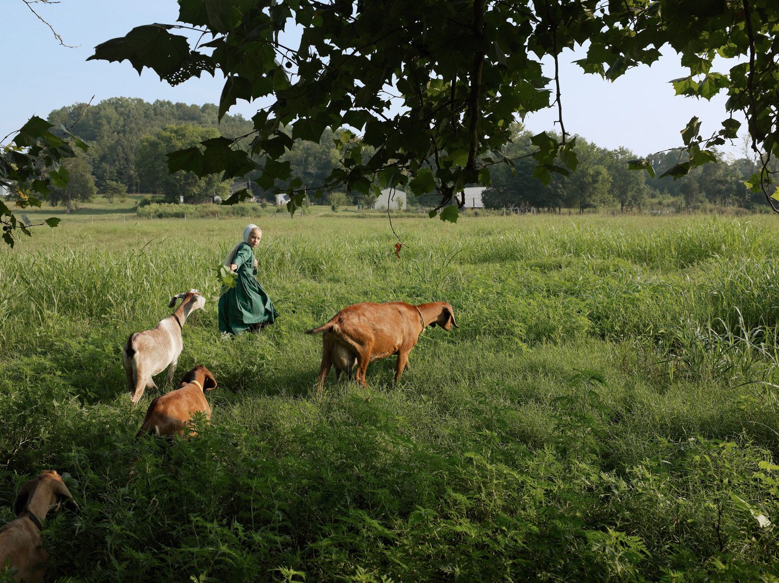Victoria Bringing in the Goats, Tennessee 2008