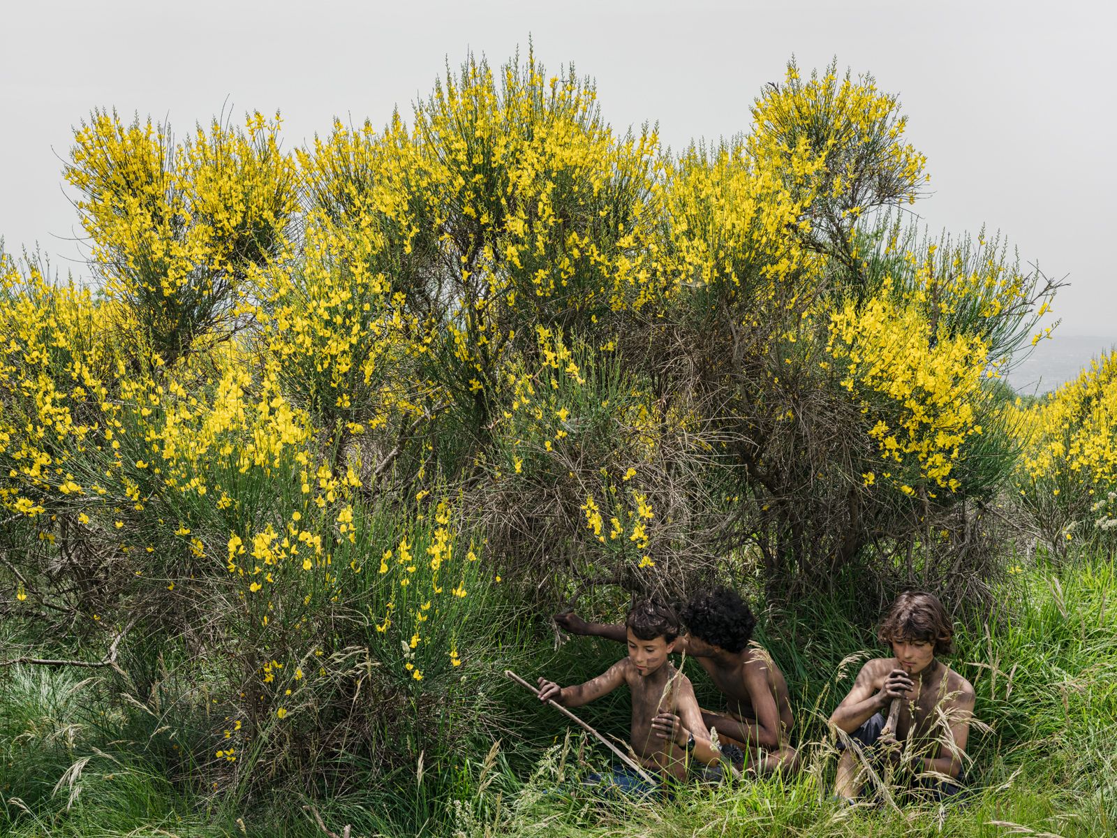 Arturo, Enea, and Pietro under Scotch Broom, Italy, 2021