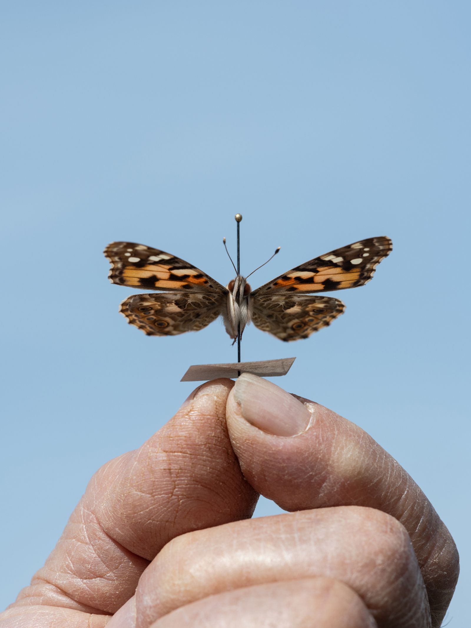Dubi Holding a Pinned Painted Lady Butterfly, Palestine, 2022
