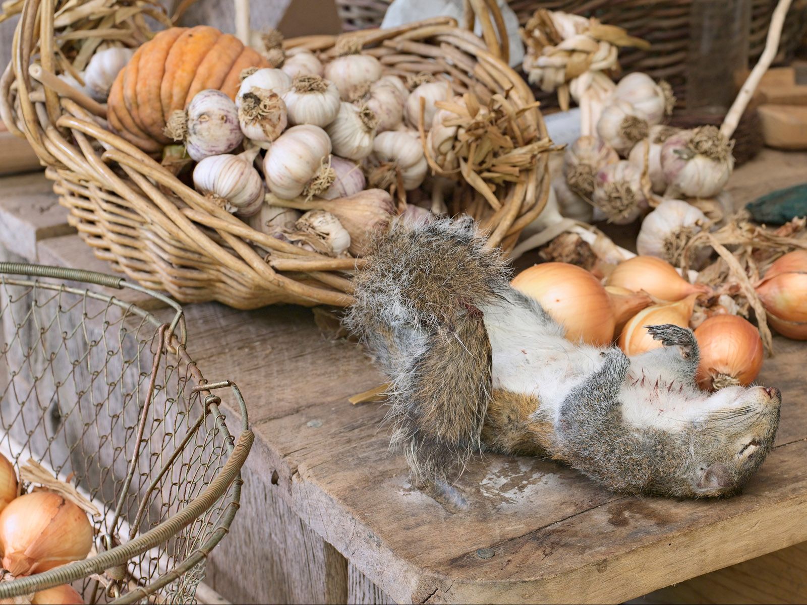 Harvest with Squirrel, North Carolina 2007