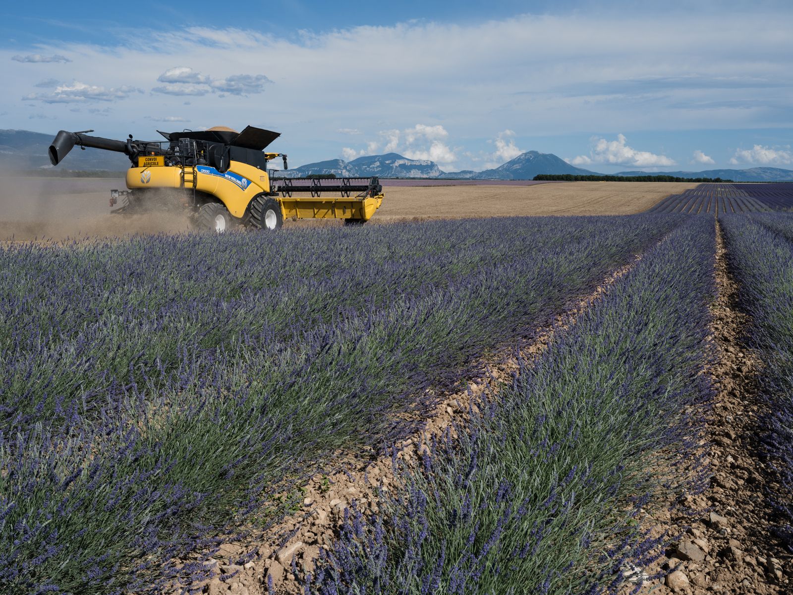 Lavender Field and Wheat Harvest, France, 2023