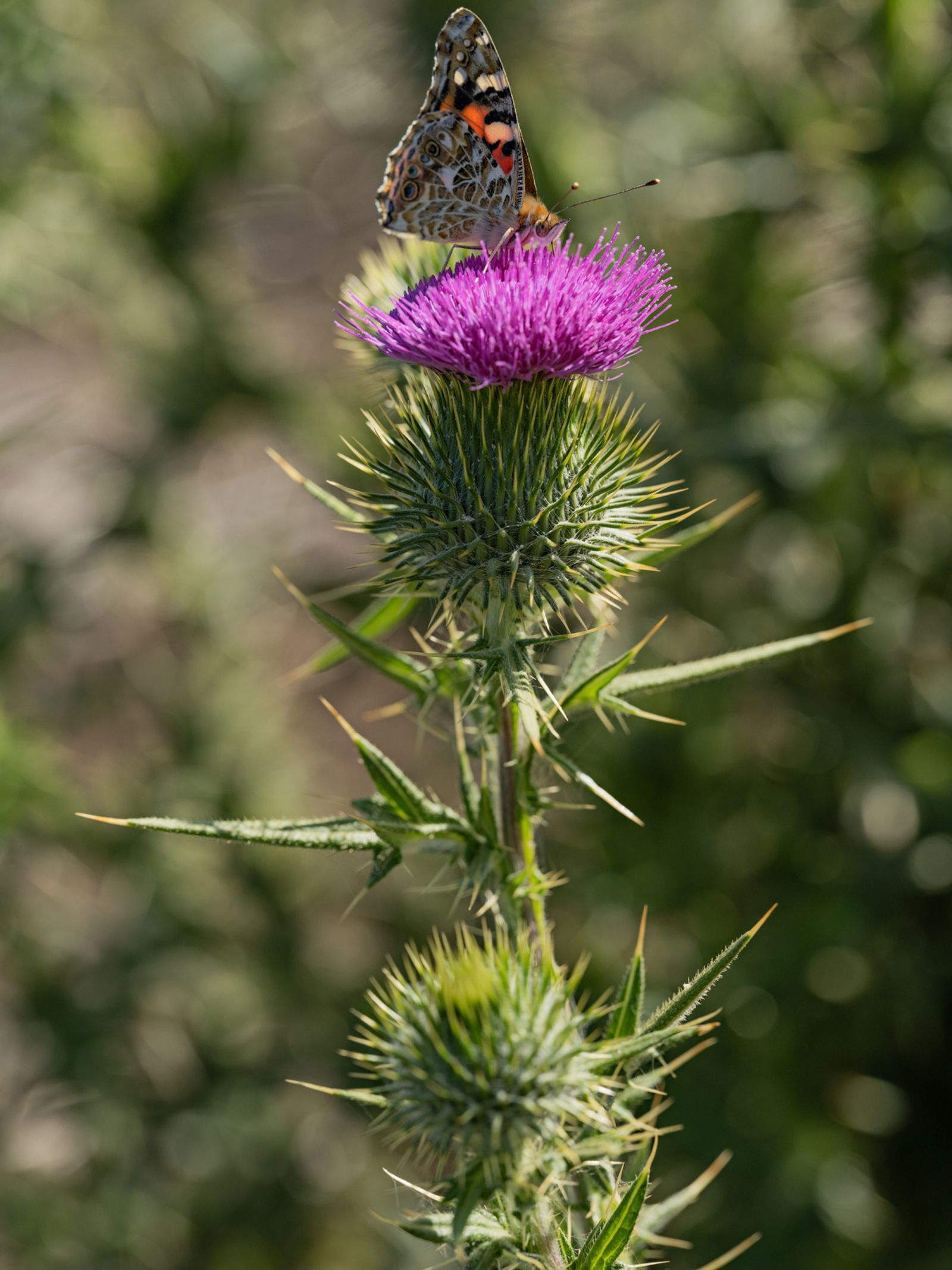 Painted Lady Butterfly on a Milk Thistle, Kenya, 2021