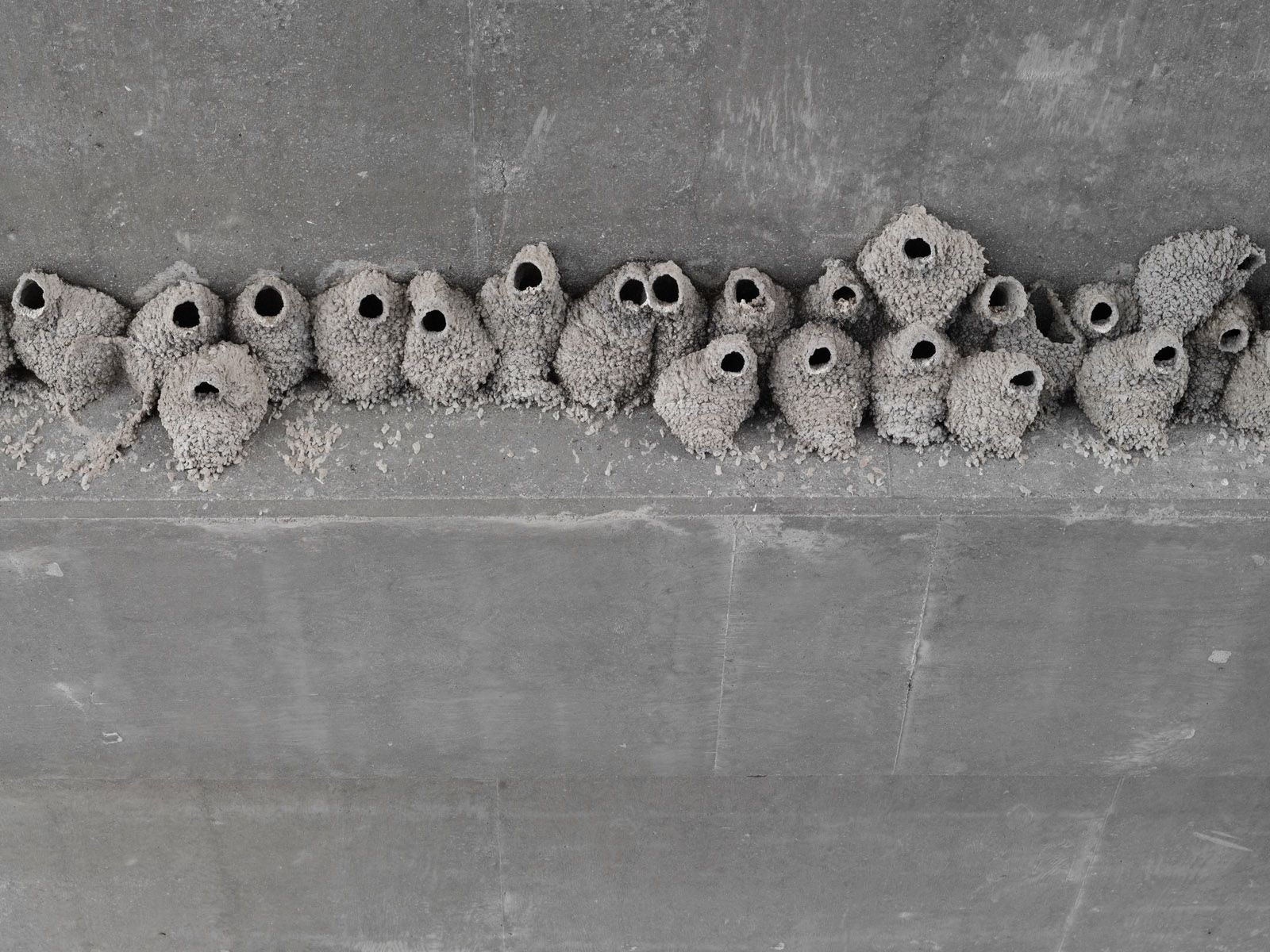 Cliff Swallow Nests under a Highway Overpass, Nevada 2012