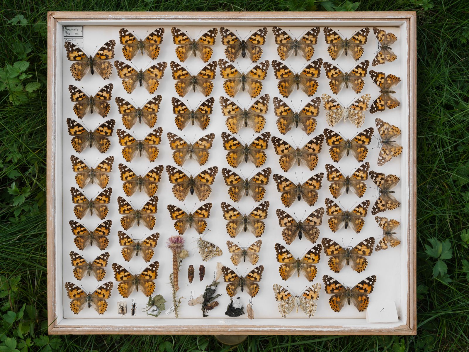 Painted Lady Butterflies, Senckenberg Deutsches Entomologisches Institut, Germany, 2022