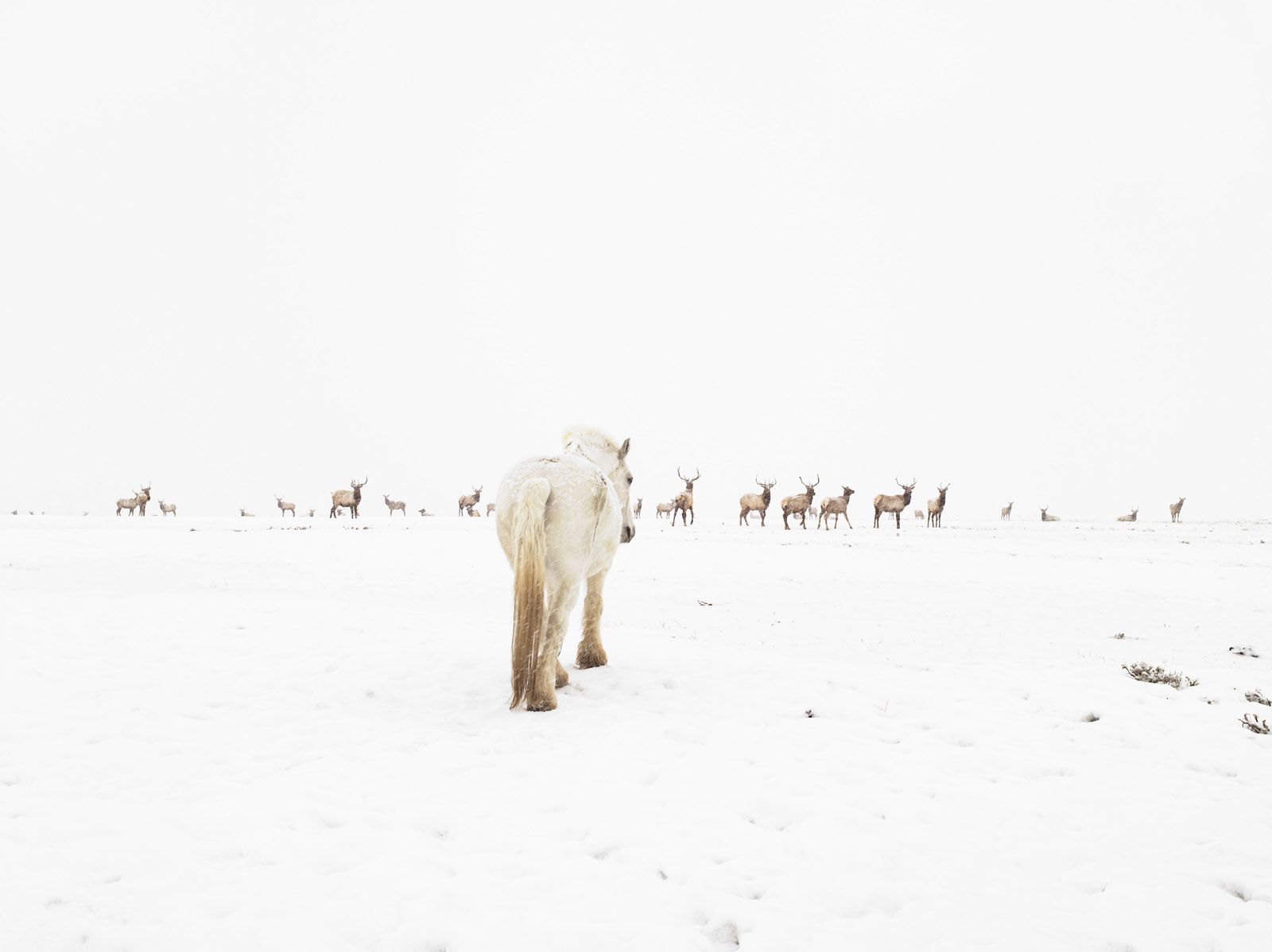 Jewett Elk Feedground, Merna, Wyoming 2010