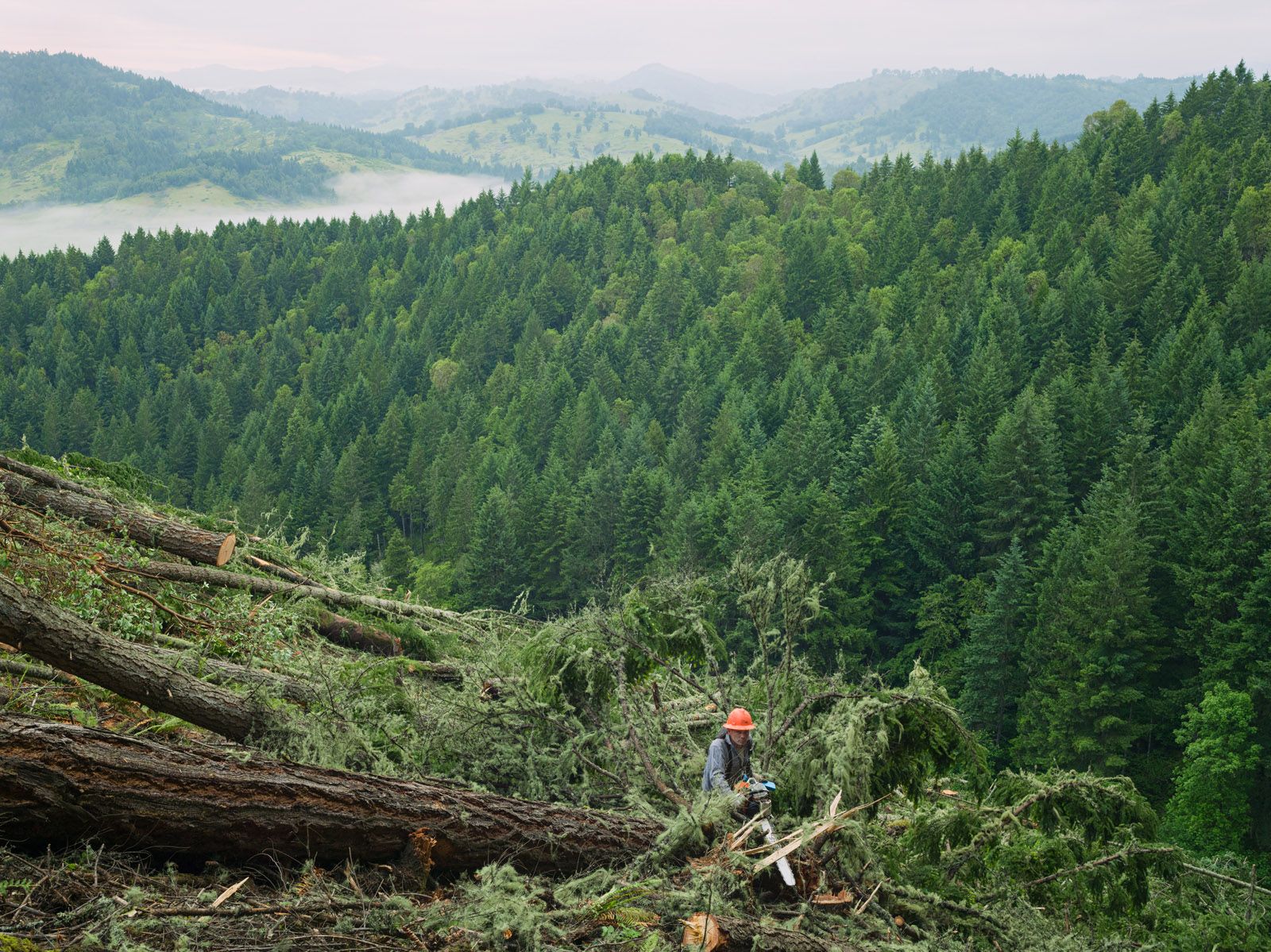 Joel Clearcutting a Forest Planted 60 Years Earlier, Oregon 2014