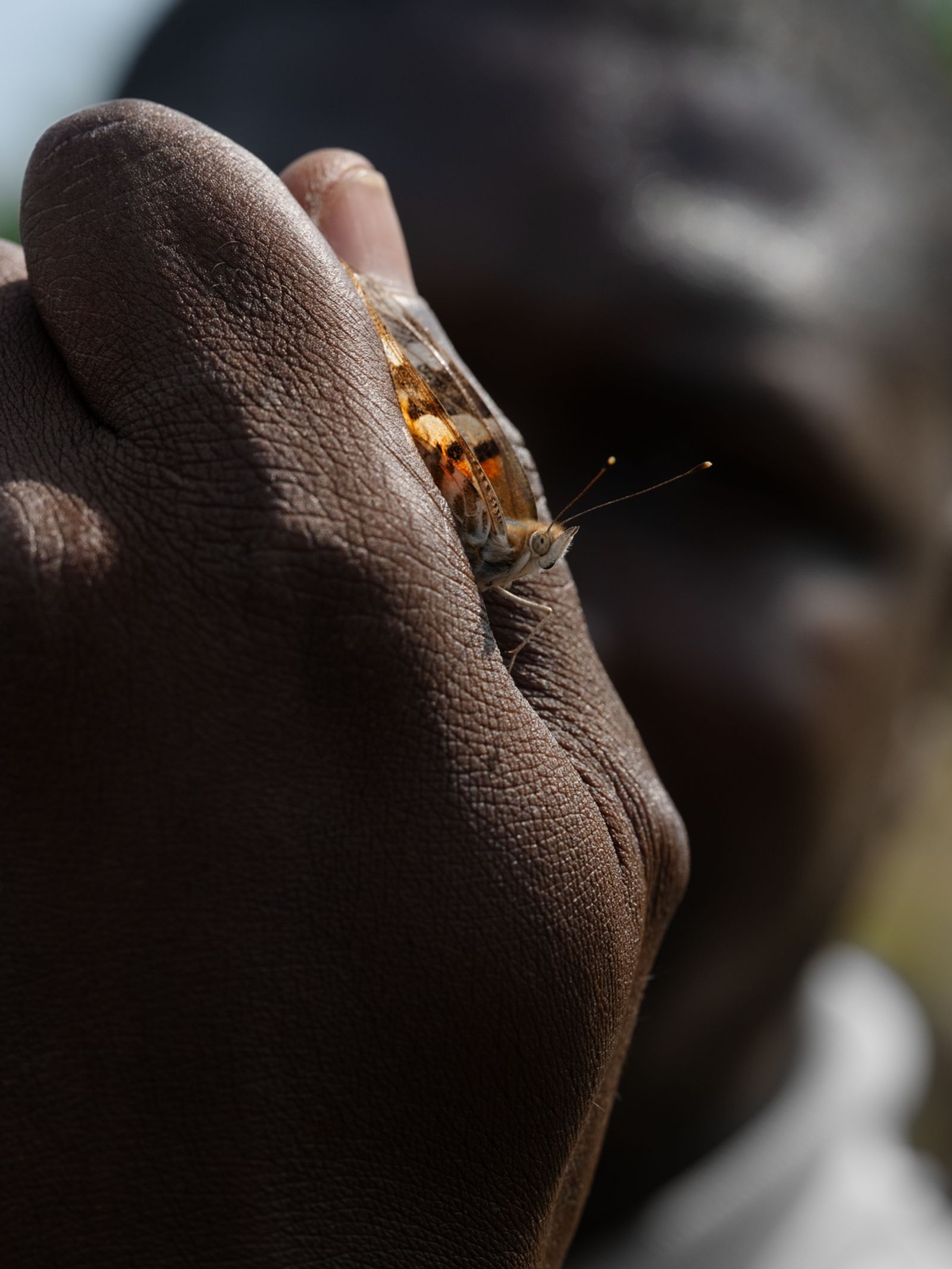 Mickaël Holding a Painted Lady Butterfly, Côte d'Ivoire, 2022