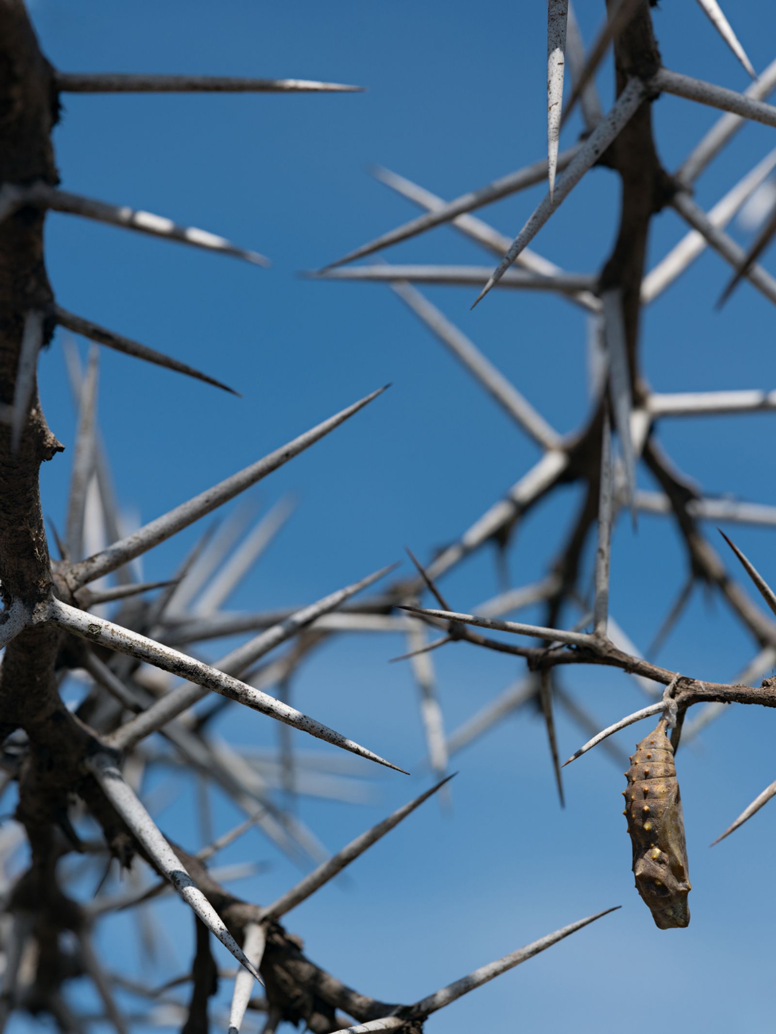 Painted Lady Chrysalis Hanging from an Acacia, Kenya, 2021