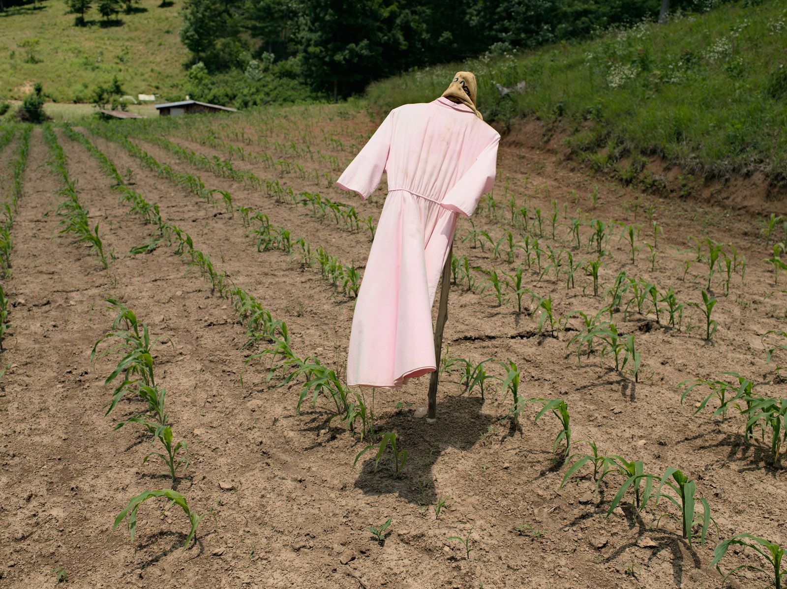 Scarecrow, Tennessee 2008