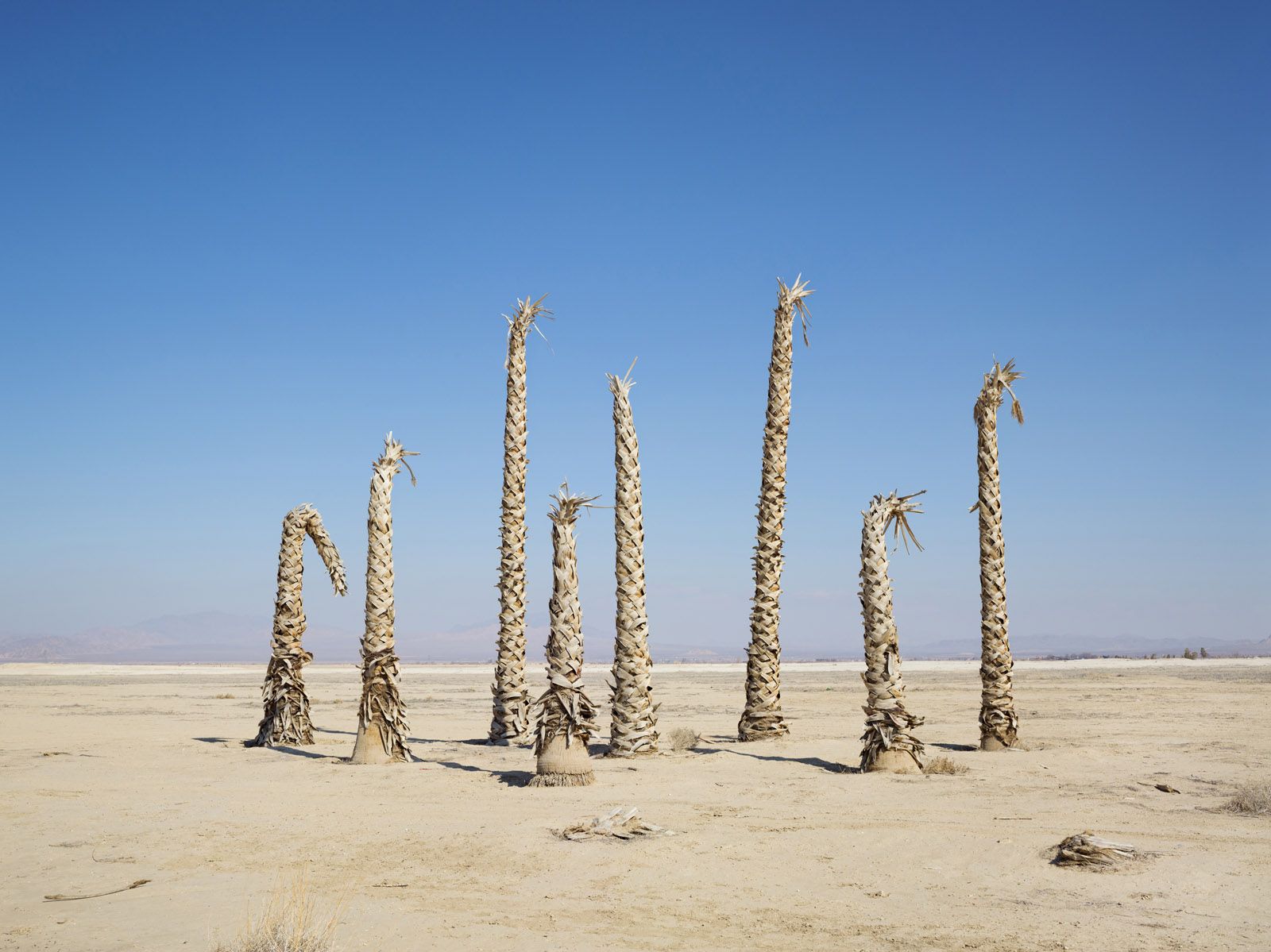 Palm Trees without Water, California 2014