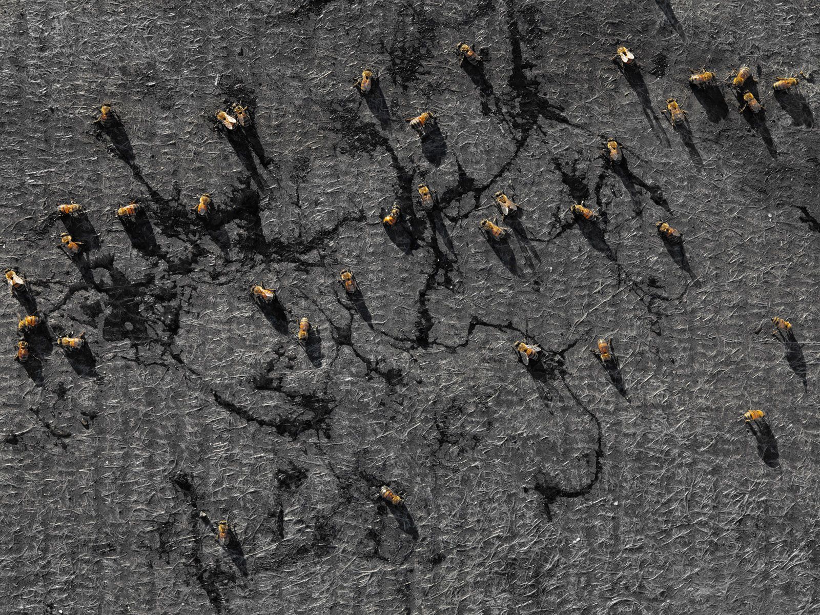 Honey Bees on a Rooftop after Rain, Oregon 2014