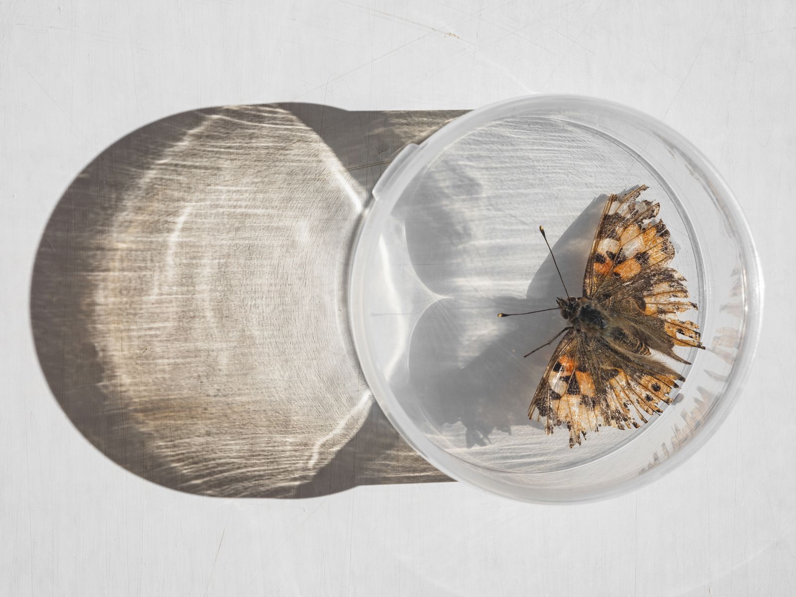 Painted Lady Butterfly, England, 2021 