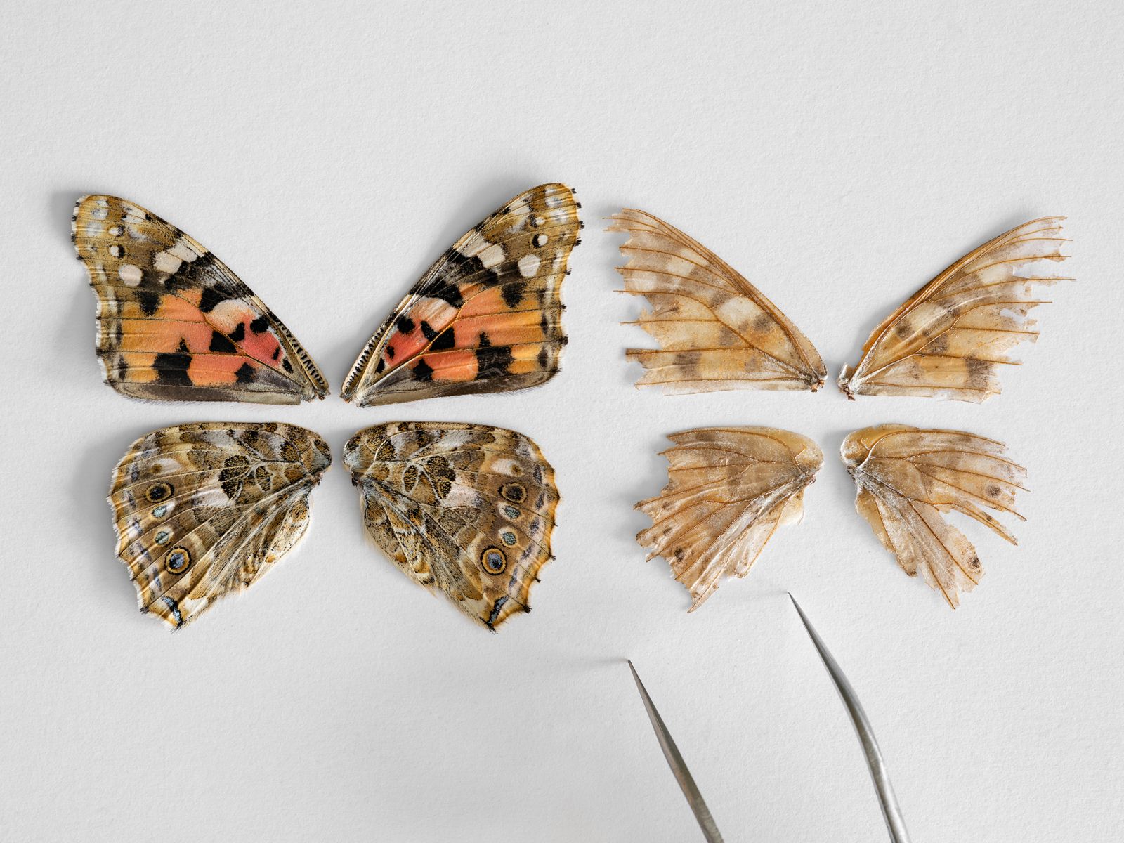 Wings from Two Painted Lady Butterflies, One Young and One Old, Institut Botànic de Barcelona, Spain, 2021