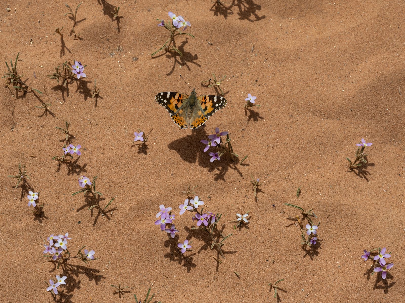 Painted Lady Butterfly on Ghurayra, Jordan, 2022