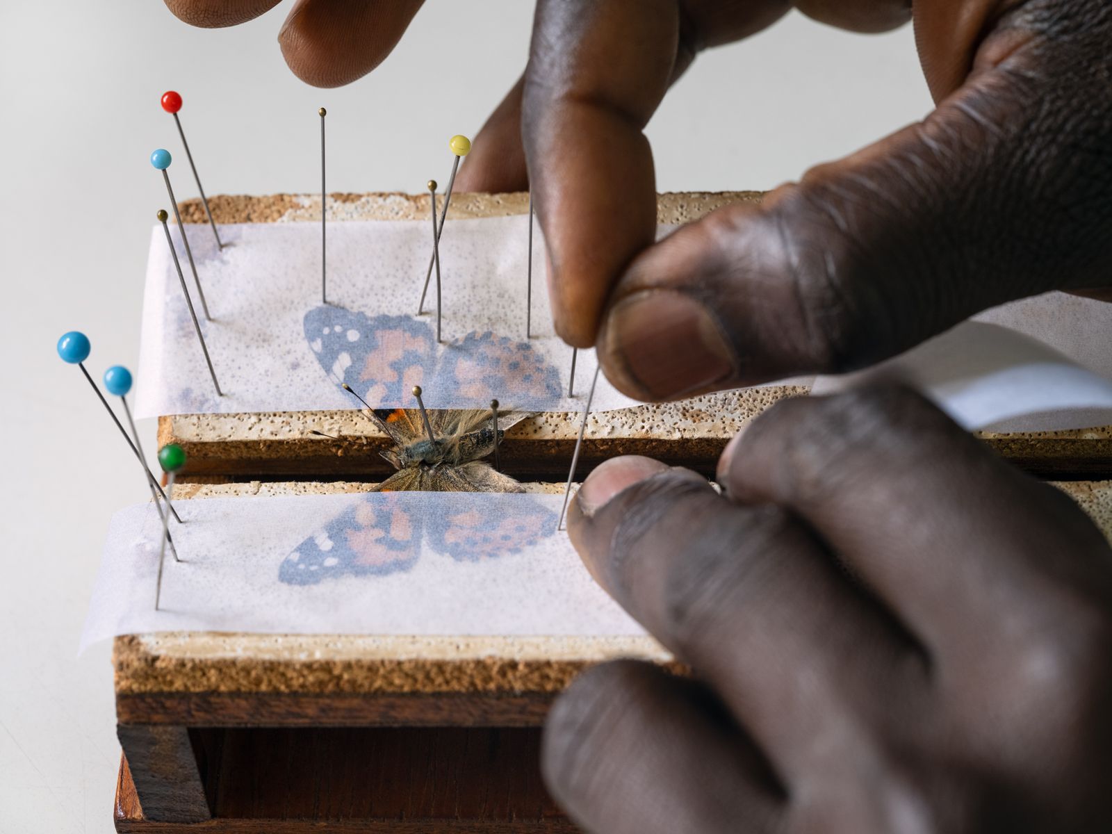 Douglas Pinning a Painted Lady Butterfly, African Butterfly Research Institute, Kenya, 2021