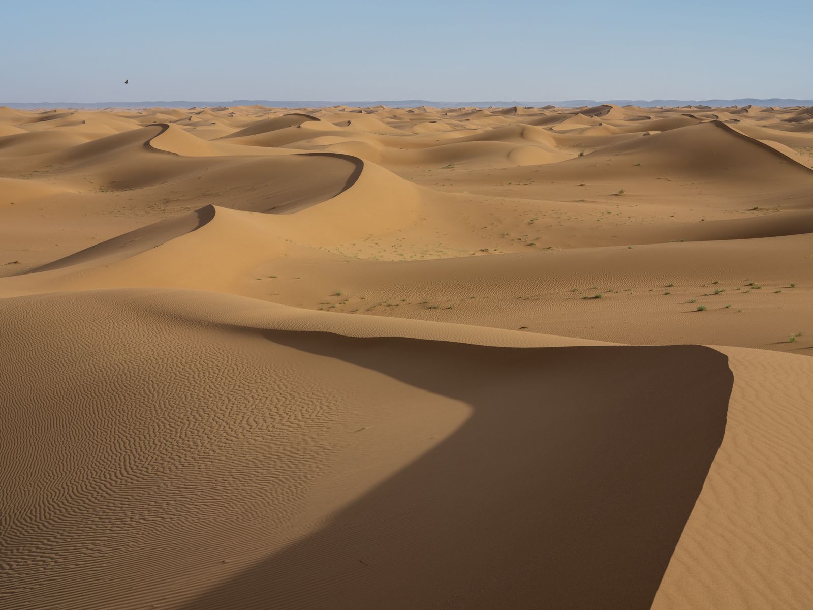 Painted Lady Butterfly Crossing Erg Chigaga, Morocco, 2022