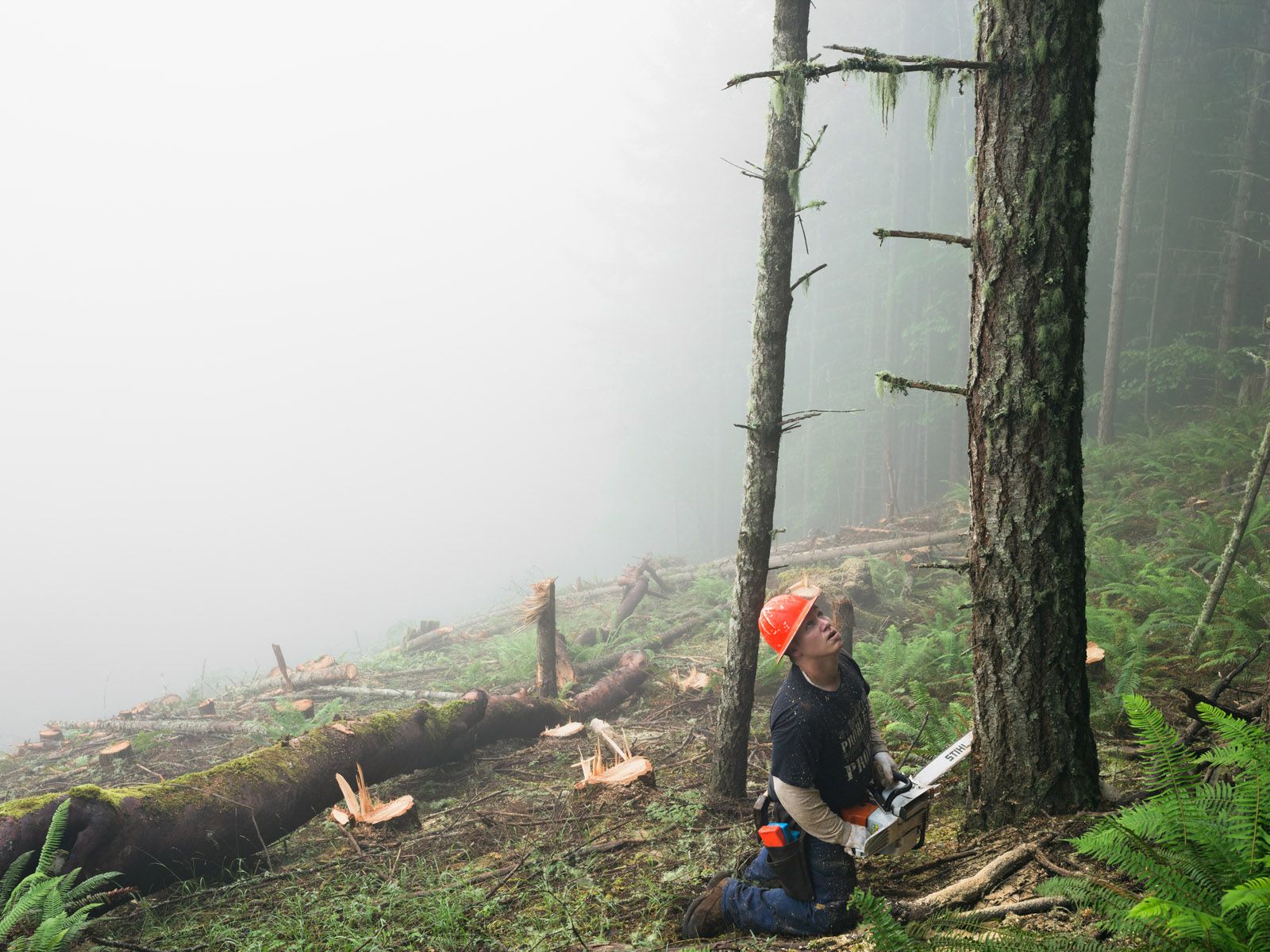 Nate Clearcutting a Forest Planted 60 Years Earlier, Oregon 2014