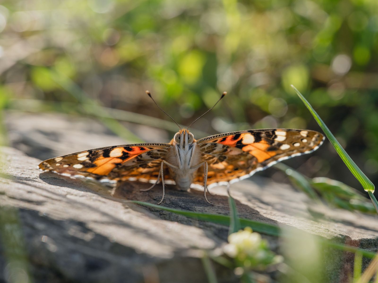 Painted Lady Butterfly Hilltopping, Italy, 2021