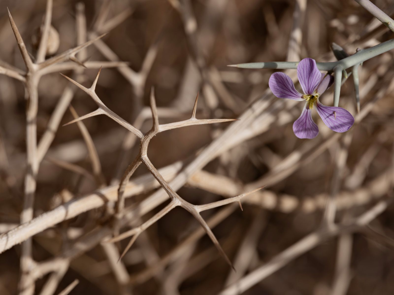 Spiny Zilla, Jordan, 2022