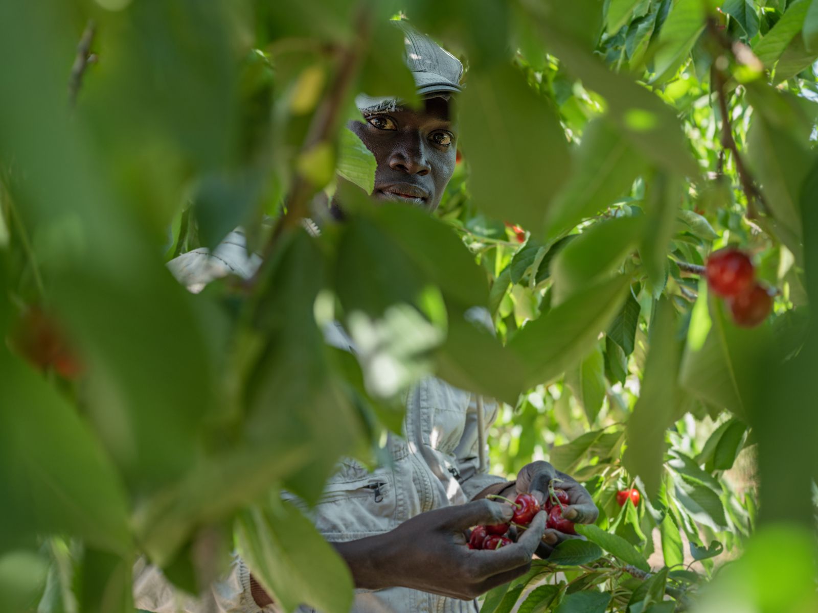 Ousmane Picking Cherries after Leaving Senegal, Spain, 2022