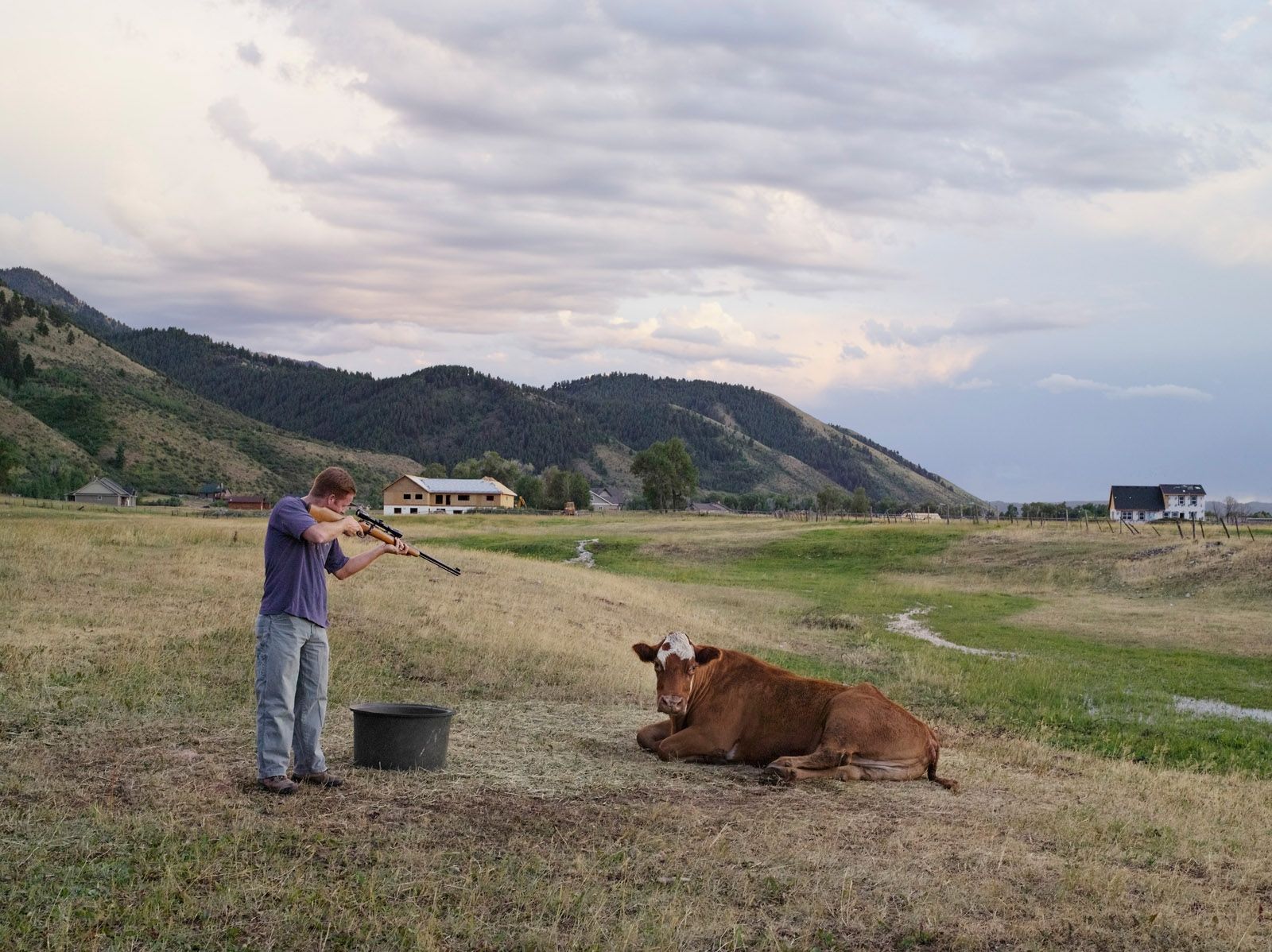 Adam Killing a Cow, Mortensen Family Farm, Afton, Wyoming 2010