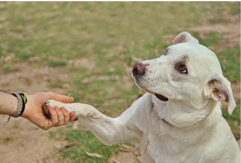 A white dog giving its paw to the owner.