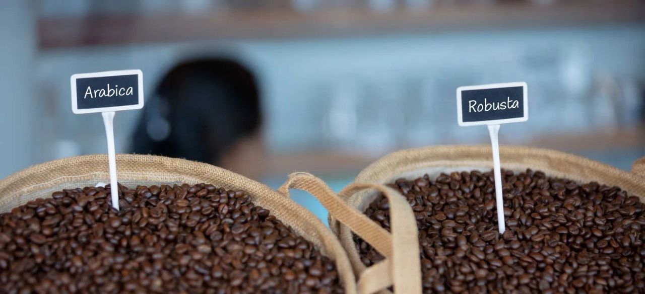 Différence entre Arabica et Robusta : le guide pour bien choisir son café