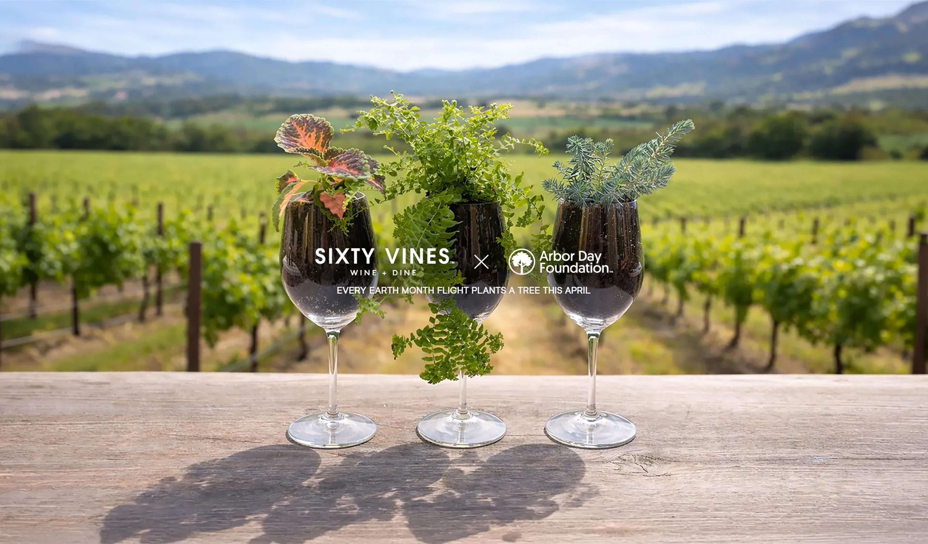Sixty Vines gallery