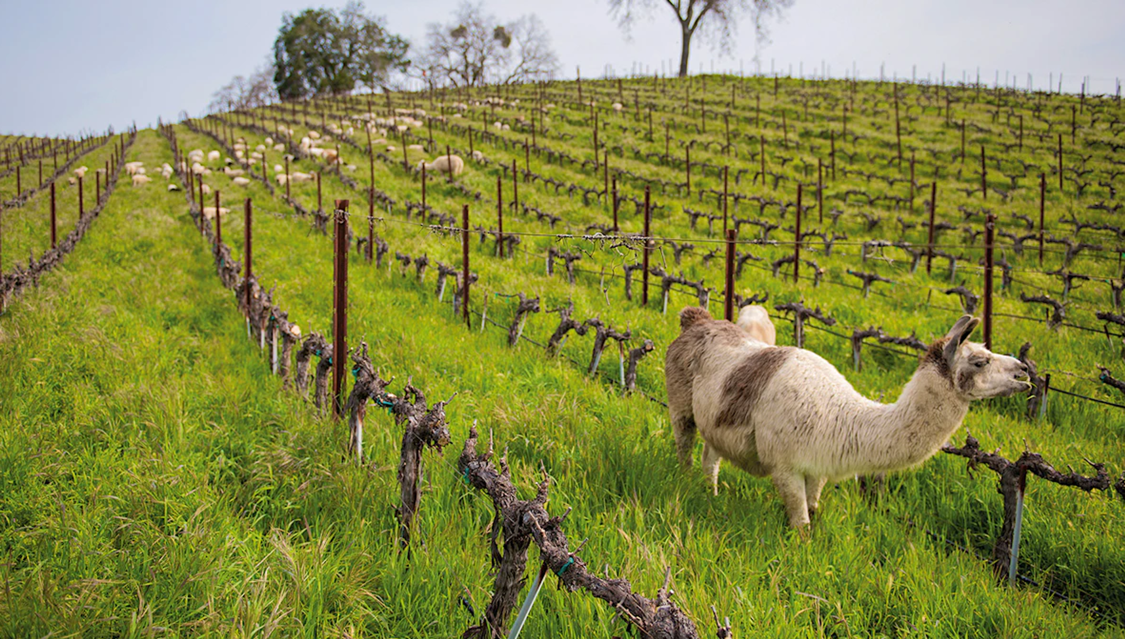 Brunch, Happy Hour, Bachelorette, Near Me