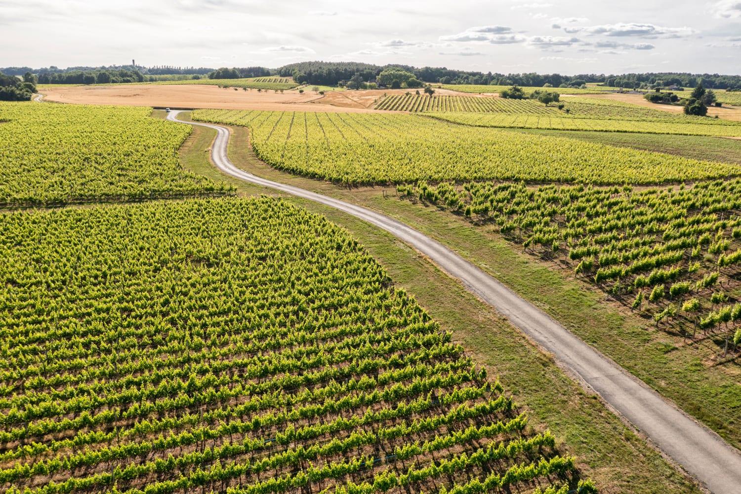 Vignoble des Verdots