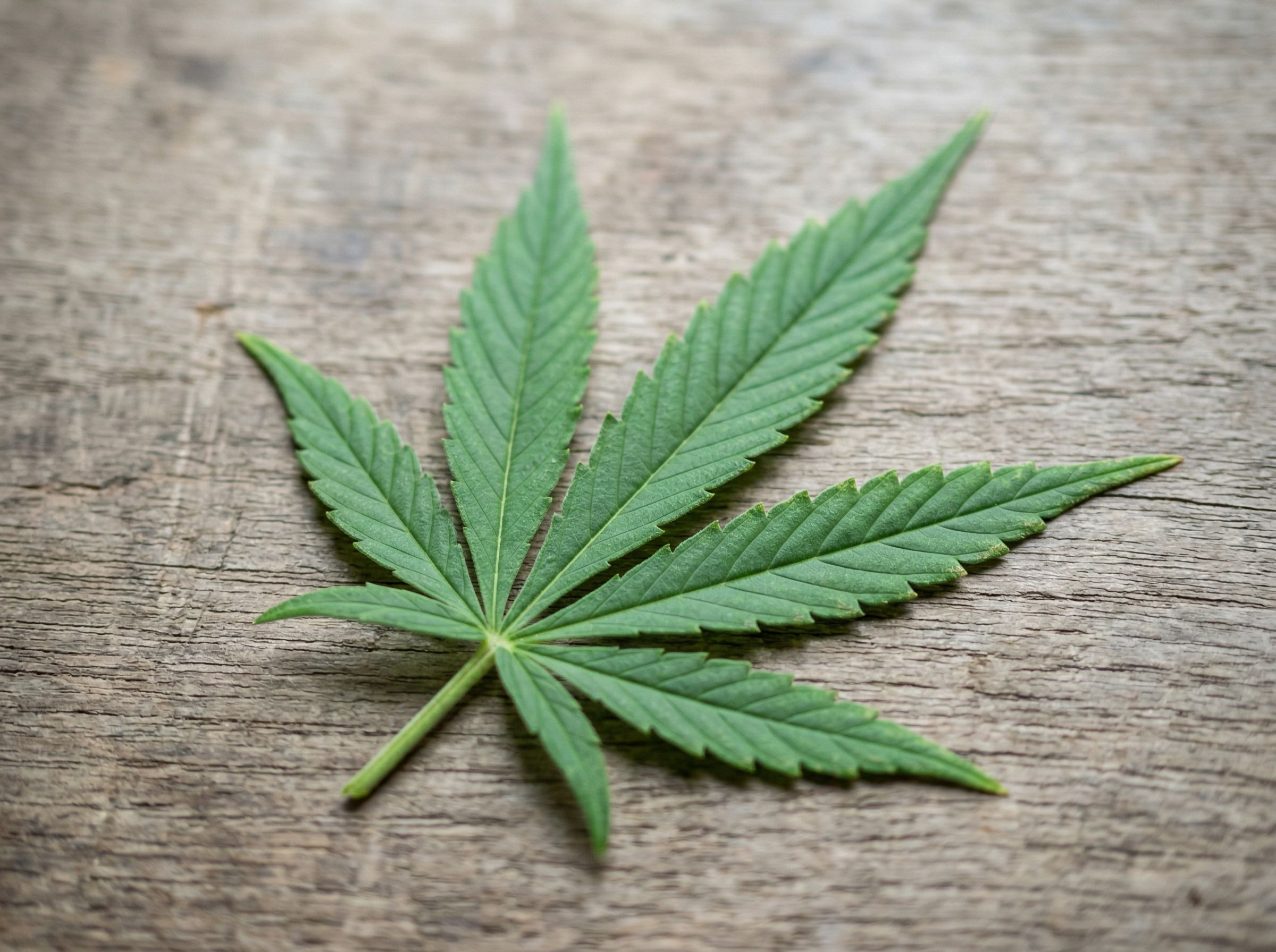 A cannabis leaf on a wooden table