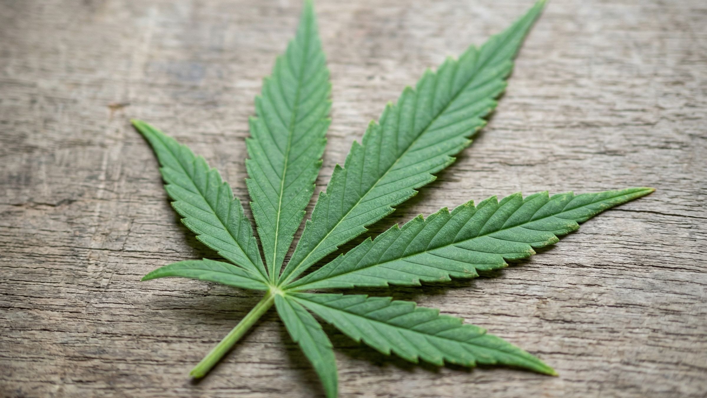 A cannabis leaf on a wooden table