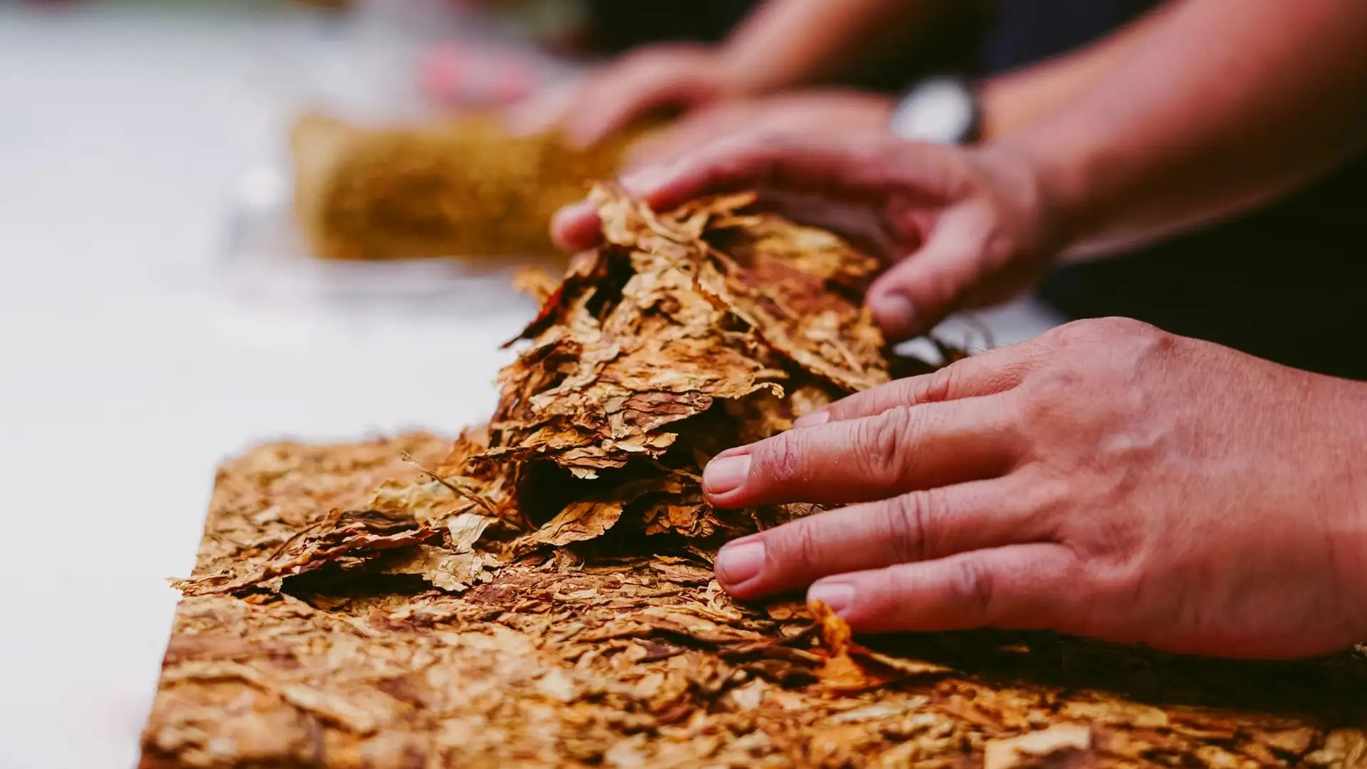 a person is holding a pile of tobacco leaves in their hands .