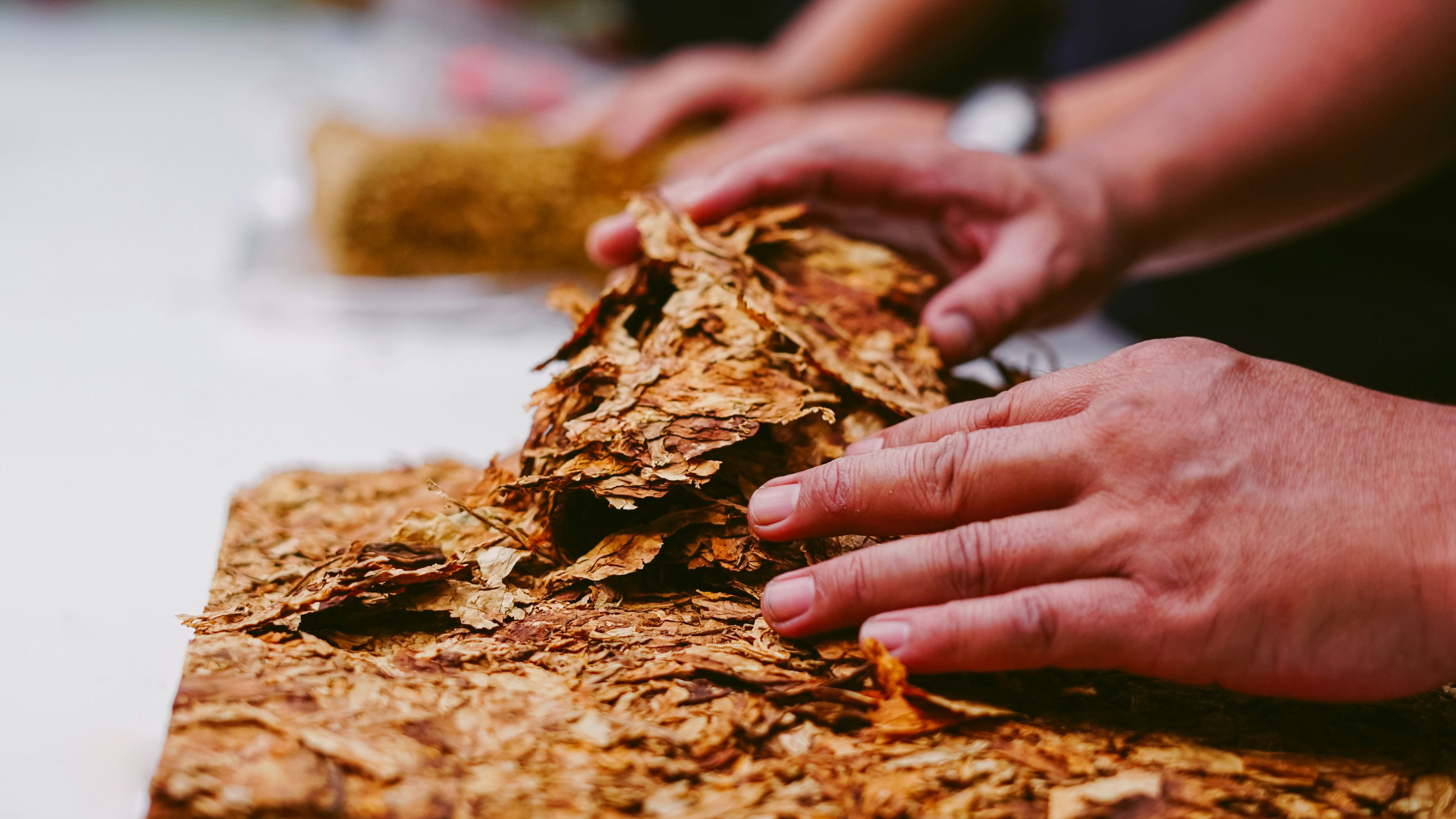 a person is holding a pile of tobacco leaves in their hands .