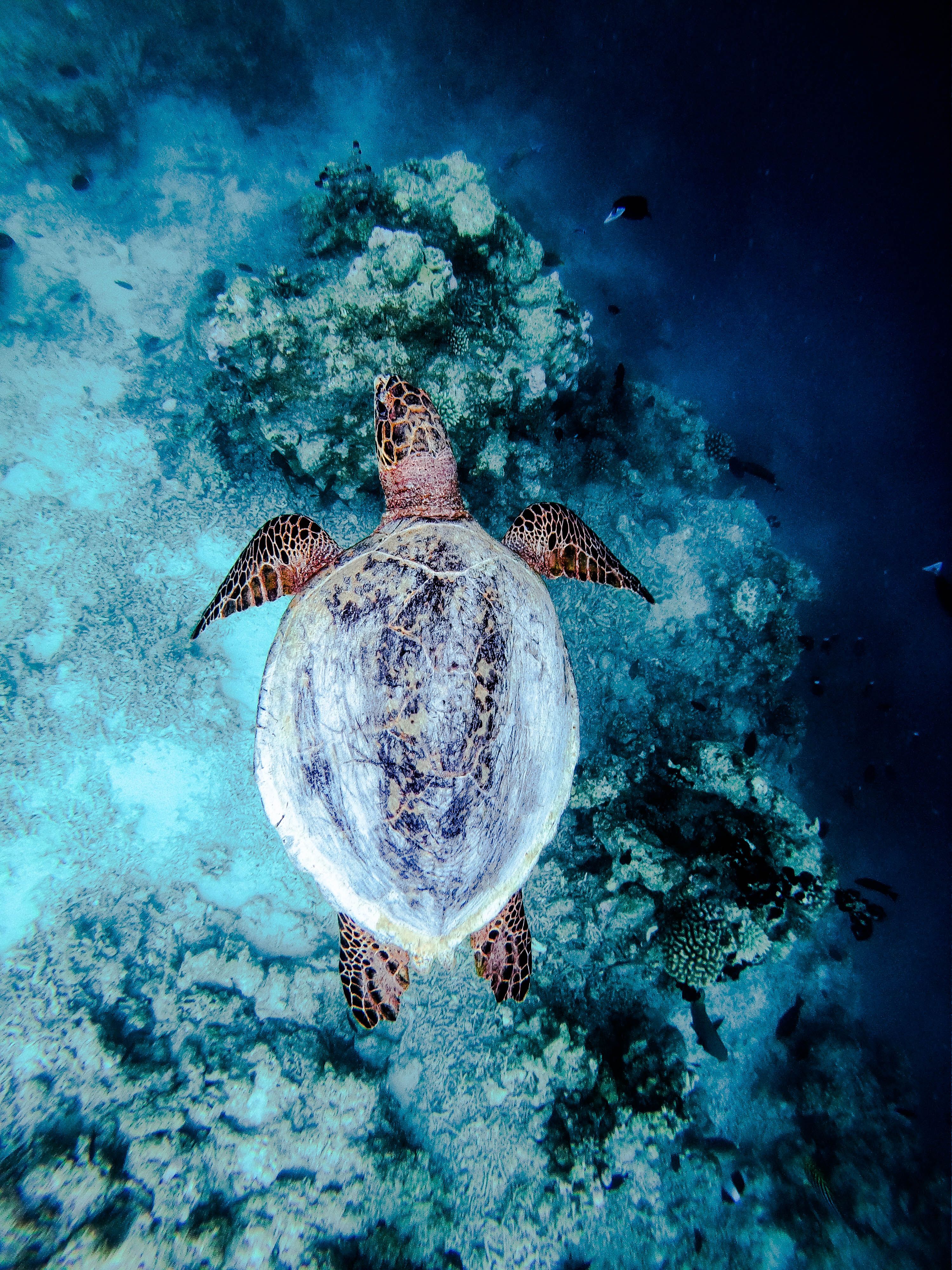 Turtle Point