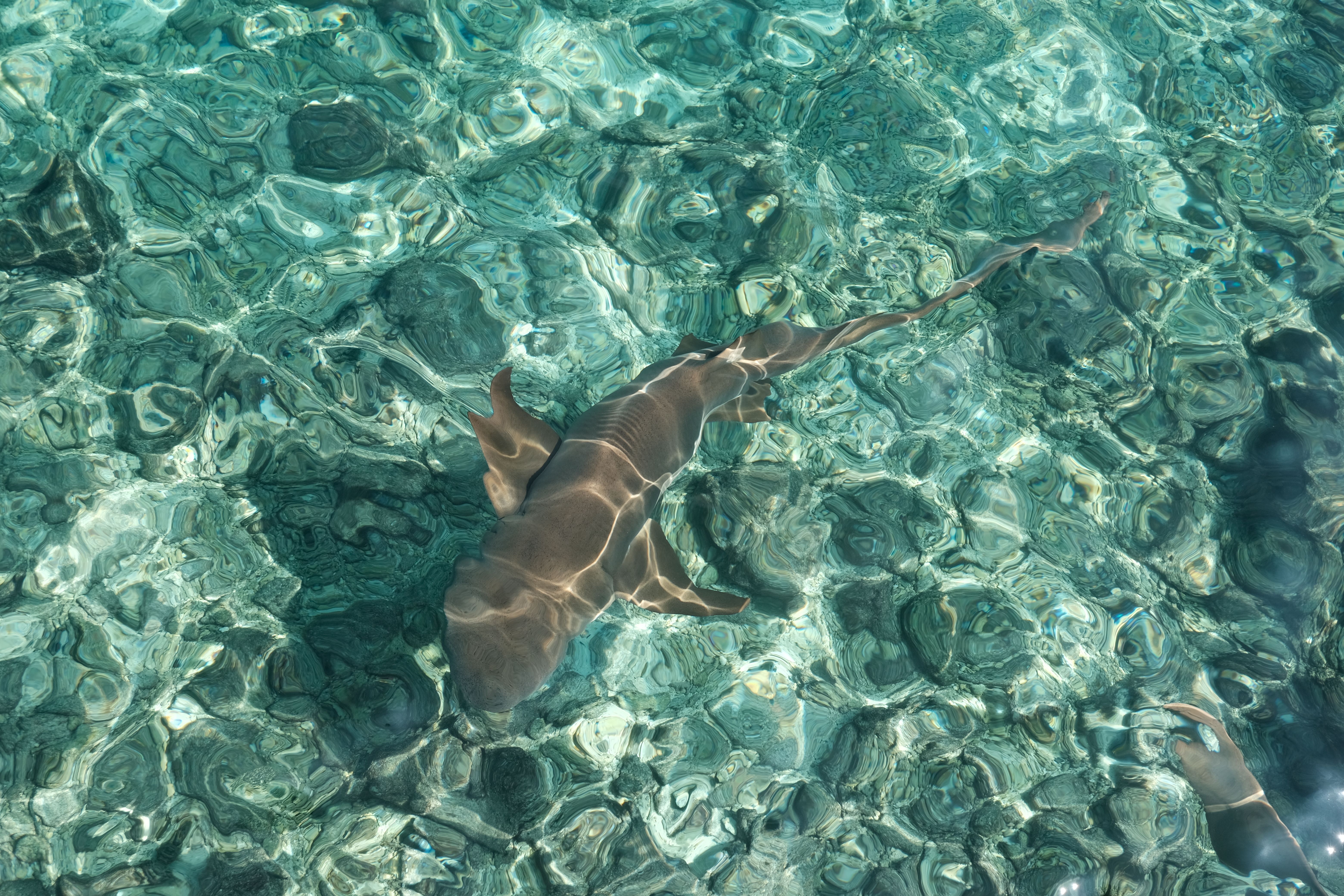 Shark Point
