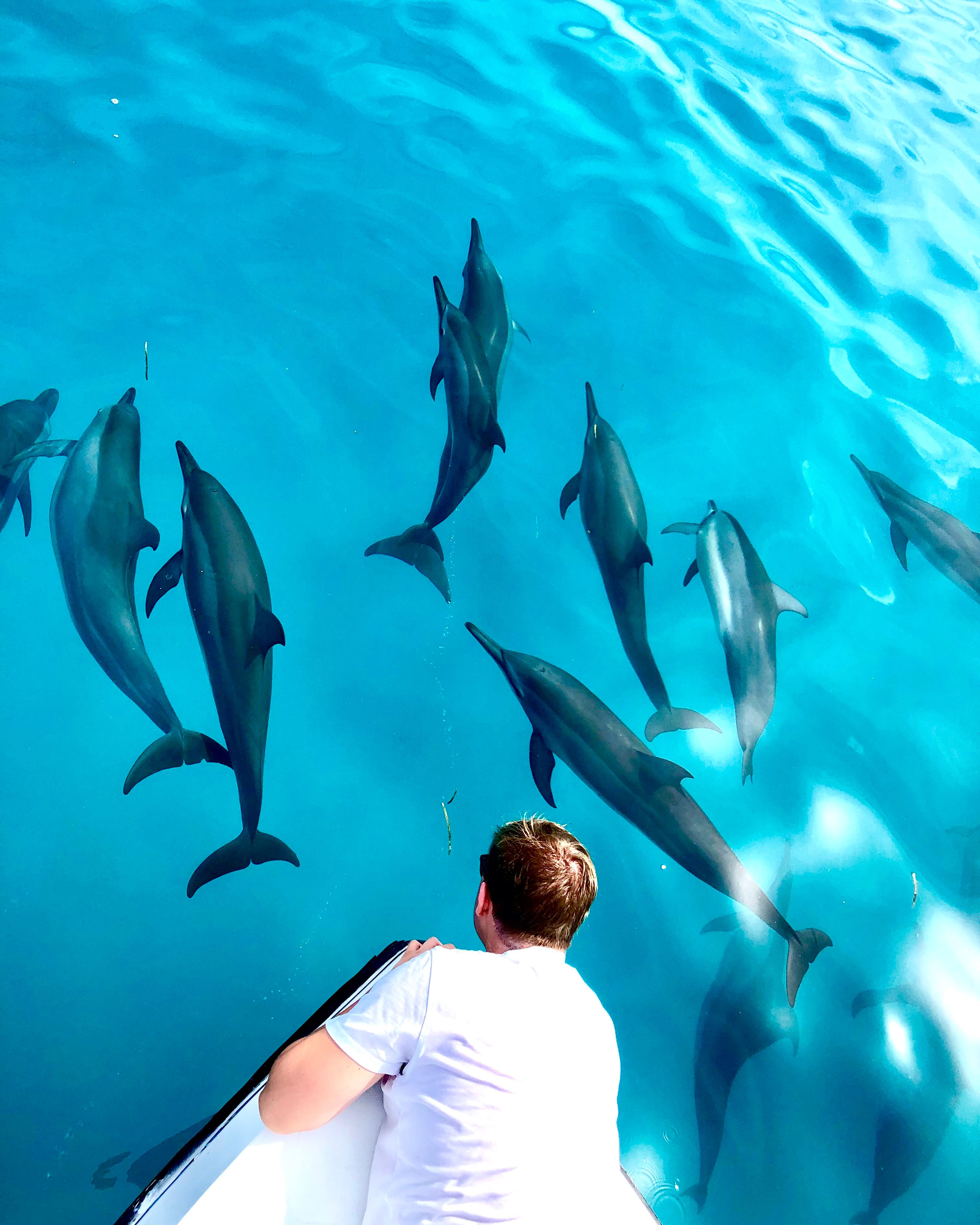 Sunset Dolphin Cruise