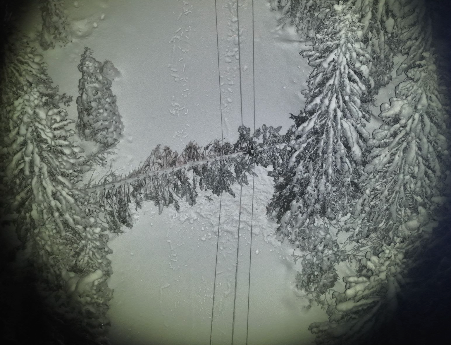 Et tre har falt over strømlinjen, og forårsaket strømbrudd