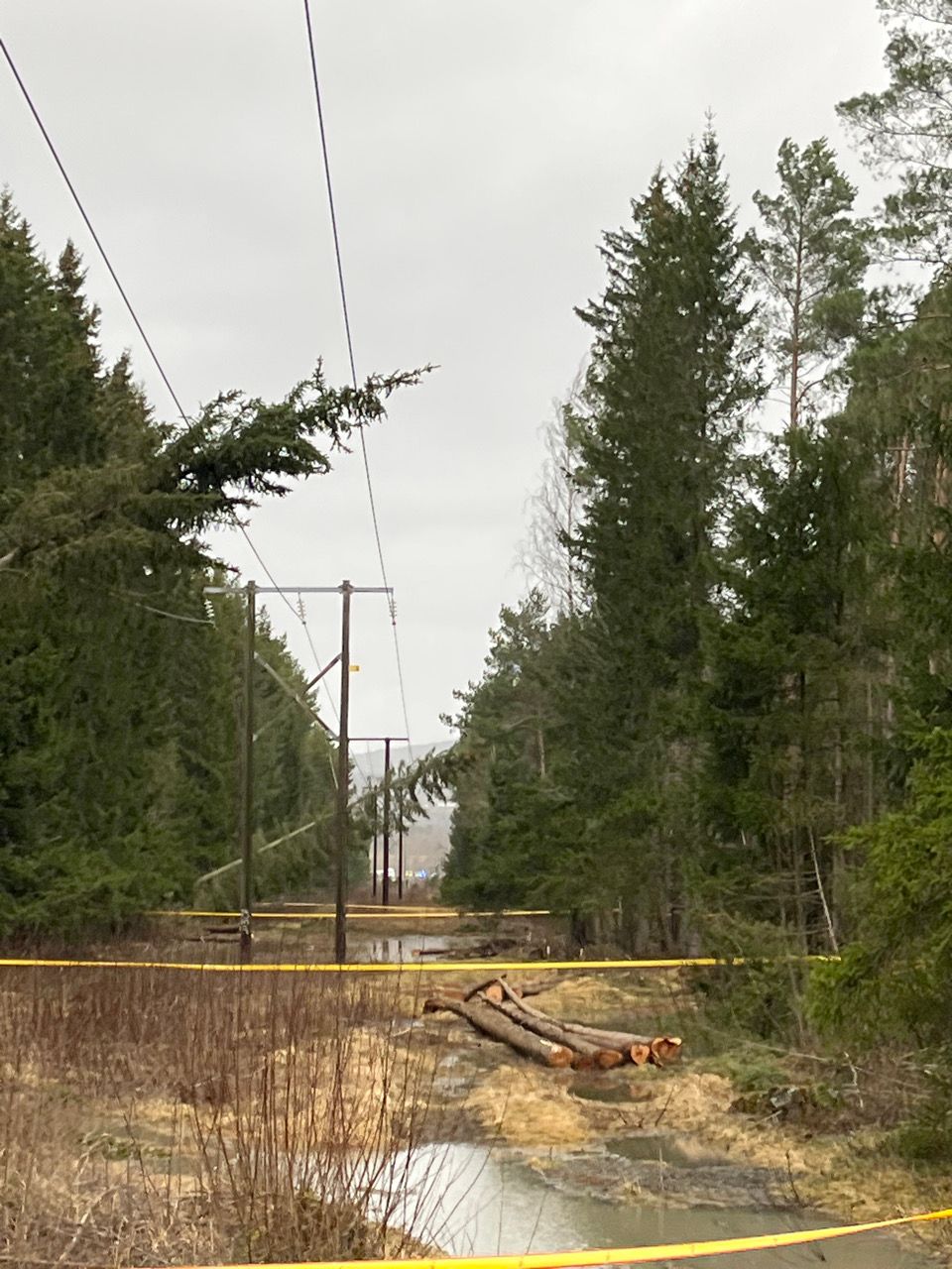 Bilde av trær som har falt over en strømlinje
