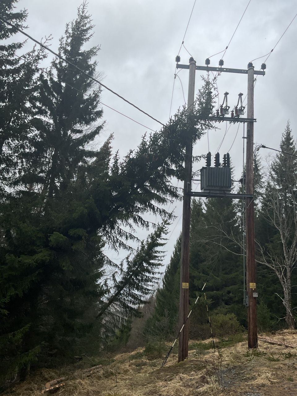 Bilde av et tre som har falt over en strømlinje