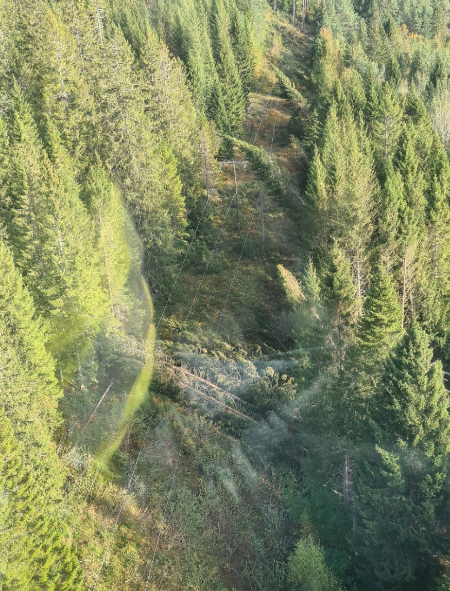 Bilde av trær som har falt over en strømlinje