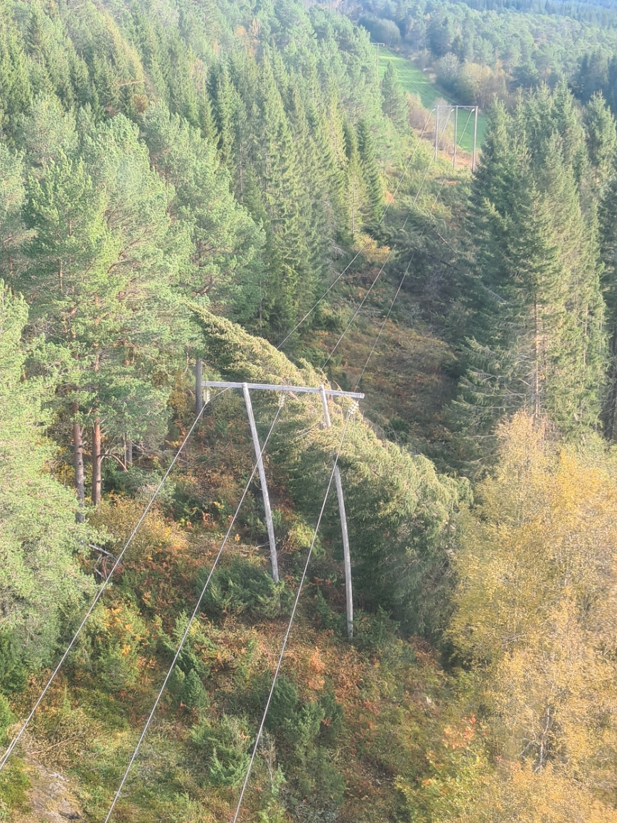 Stort tre som har falt over høyspentlinje