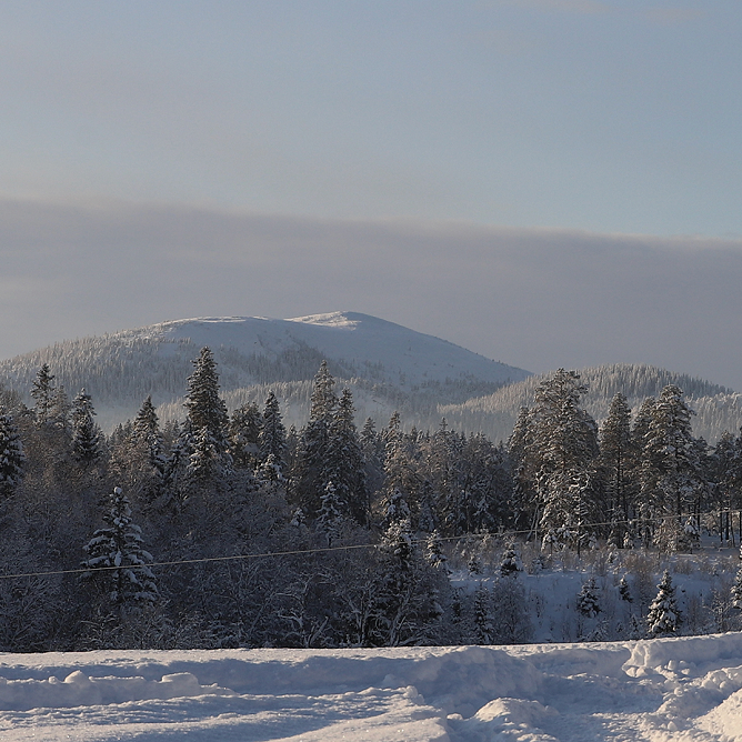 Vinterbilde av skog med fjell i bakgrunnen