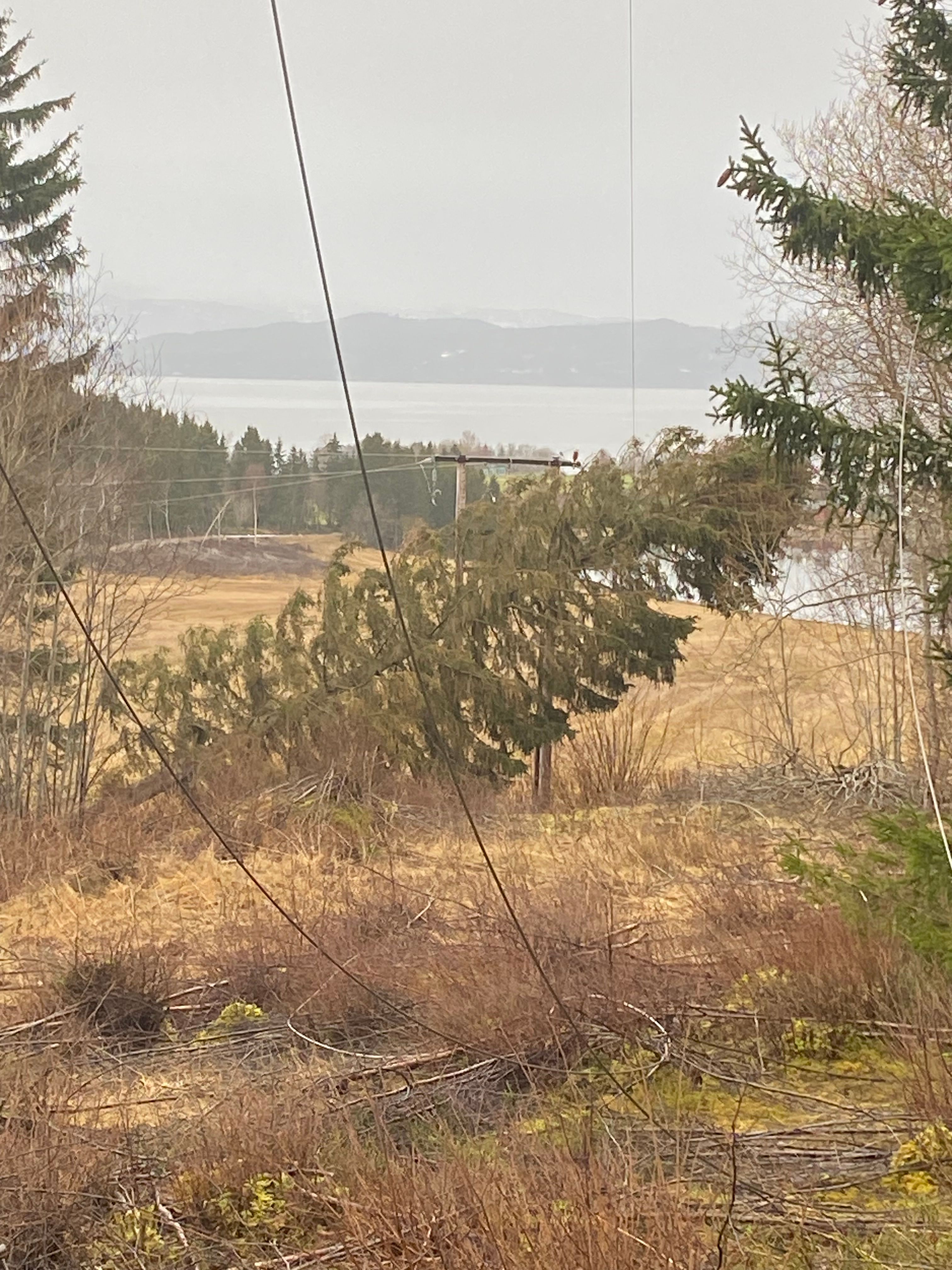 Bilde av en strømlinje som ligger på bakken etter at et tre har falt over strømlinjen