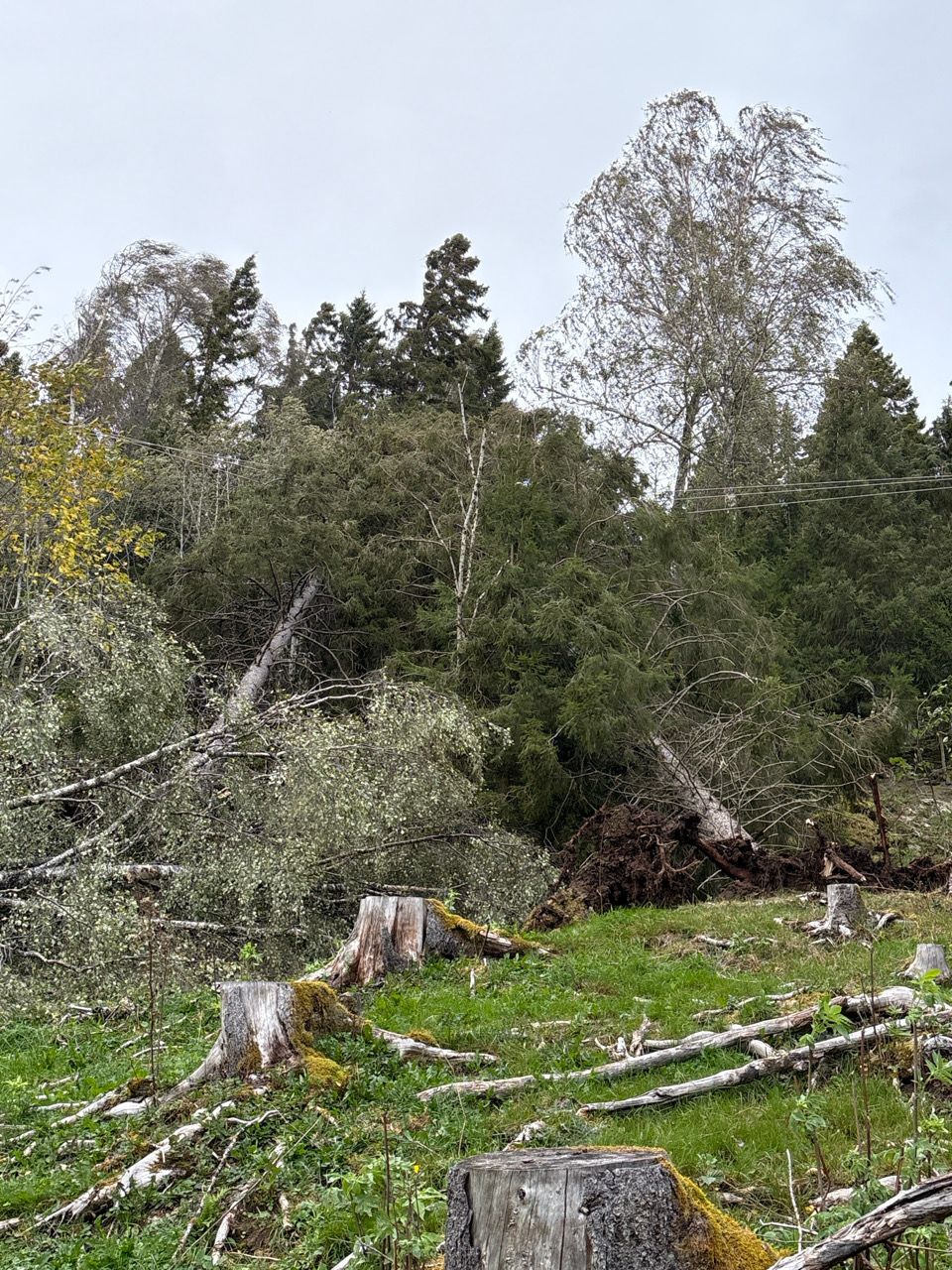 Bilde av trær som har falt over strømlinjene
