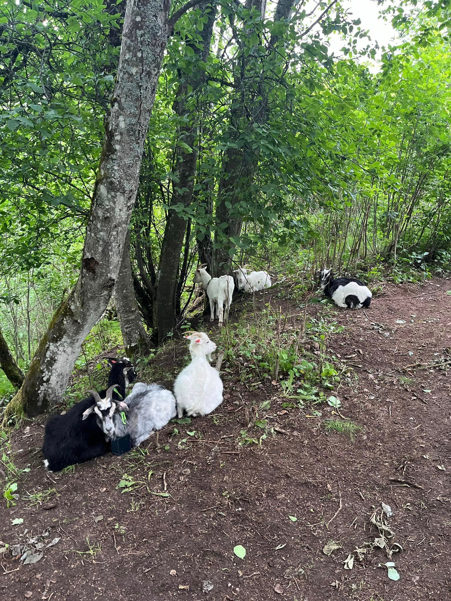 Geitene er veldig rolige, og ligger å hviler i skyggen