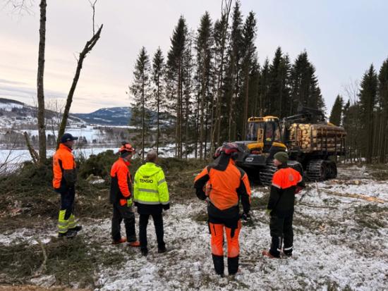 Skogrydding langs strømlinje i Trøndelag