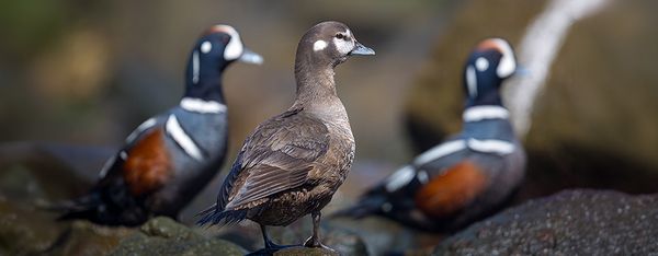 Three Harlequin Ducks resting on coastal rocks, with two males showing their bold slate blue and chestnut markings flanking a brown female.